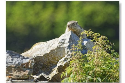 Auberge de Bachasson