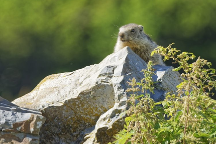 Auberge de Bachasson