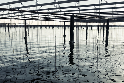 Les Demoiselles Dupuy