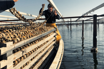 Les Demoiselles Dupuy