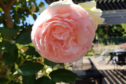 Le Délice des Saints