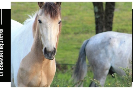 Domaine el Campo events | Salle de réception Dax | Mariages | Séminaires