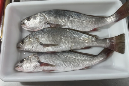 CALM Comme à la maison