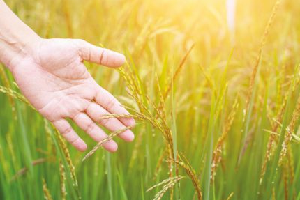 API Cuisiniers de Franche-Comté
