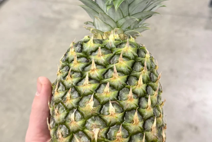 Mangia E Scappa Pizza