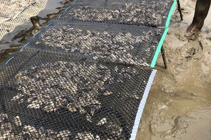 Les 1001 Dégustations