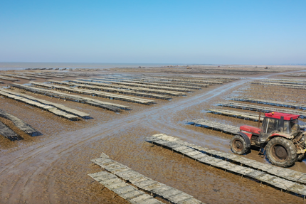 Les 1001 Dégustations