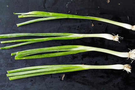 Le scallion