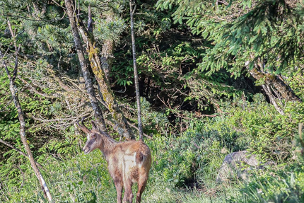 La Table d'Olivier Nasti · Le Chambard
