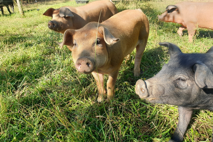 Taverne Bélier Rouge