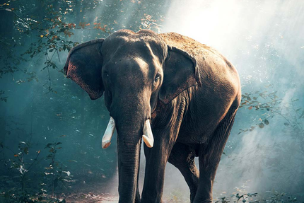 Restaurant Indien Kashmir Villeparisis