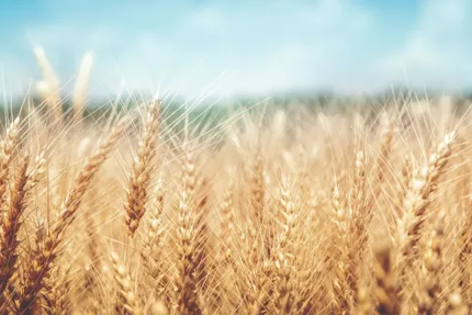 Crêperie Artisanale Ty Skorn