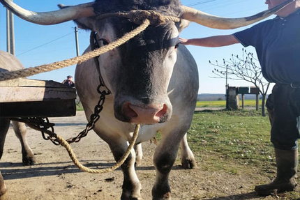 Café de la Liberté