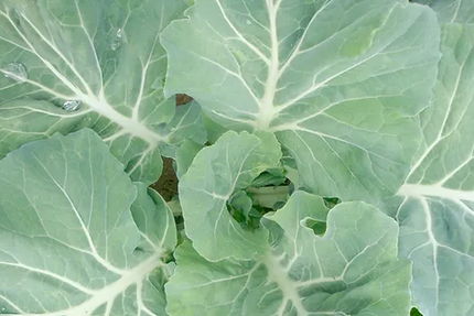 RESTAURANT LE PRESSOIR