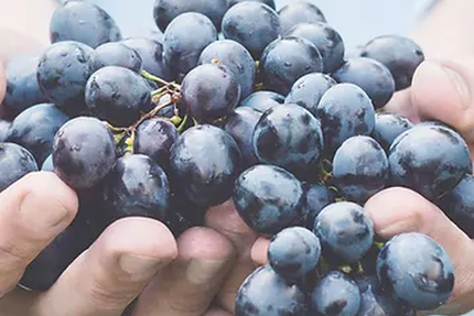 RESTAURANT LE PRESSOIR