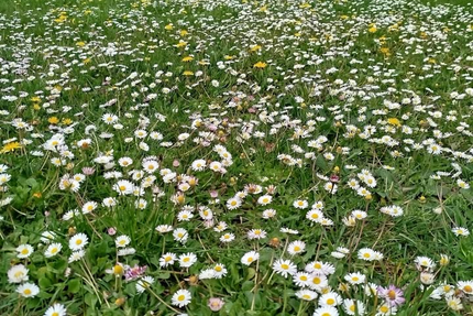 Restaurant Les Pieds sous la Table d'Adeline