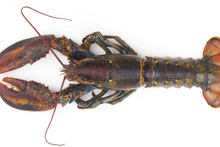 Restaurant La Coquille