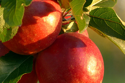 Les Crêpes de Marie-Antoinette