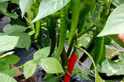 La Grange Gourmande Villing