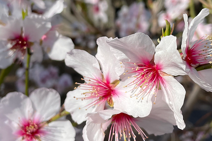 La Villa des Amandiers