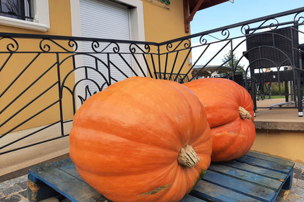 Saveurs Gourmandes - Pizzas artisanales cuites au feu de bois